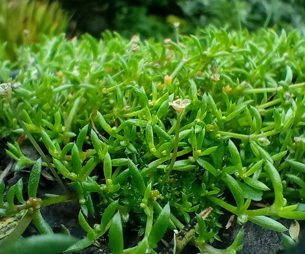 Crassula peduncularis, Dunedin, NZ-OT, NZ