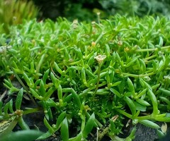 Crassula peduncularis
