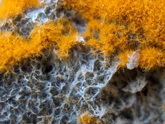 Trentepohlia aurea