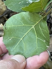 Quercus agrifolia