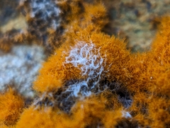 Trentepohlia aurea