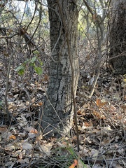 Quercus agrifolia