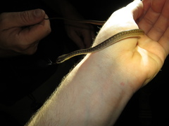 Dendrophidion percarinatum