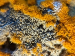 Trentepohlia aurea