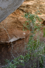 Passiflora tenuiloba