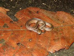 Dendrophidion percarinatum