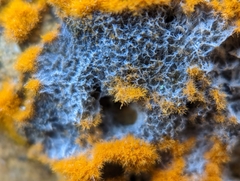 Trentepohlia aurea