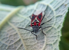 Anochrostomus formosus