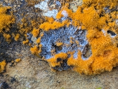 Trentepohlia aurea