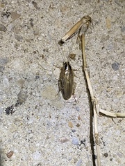 Blattella vaga