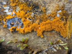 Trentepohlia aurea