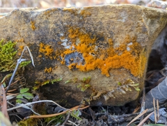 Trentepohlia aurea