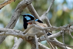 Malurus cyaneus