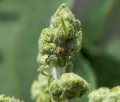 Thomisidae