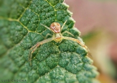 Thomisidae