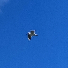 Chroicocephalus ridibundus