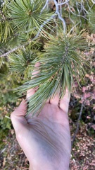 Pinus monticola
