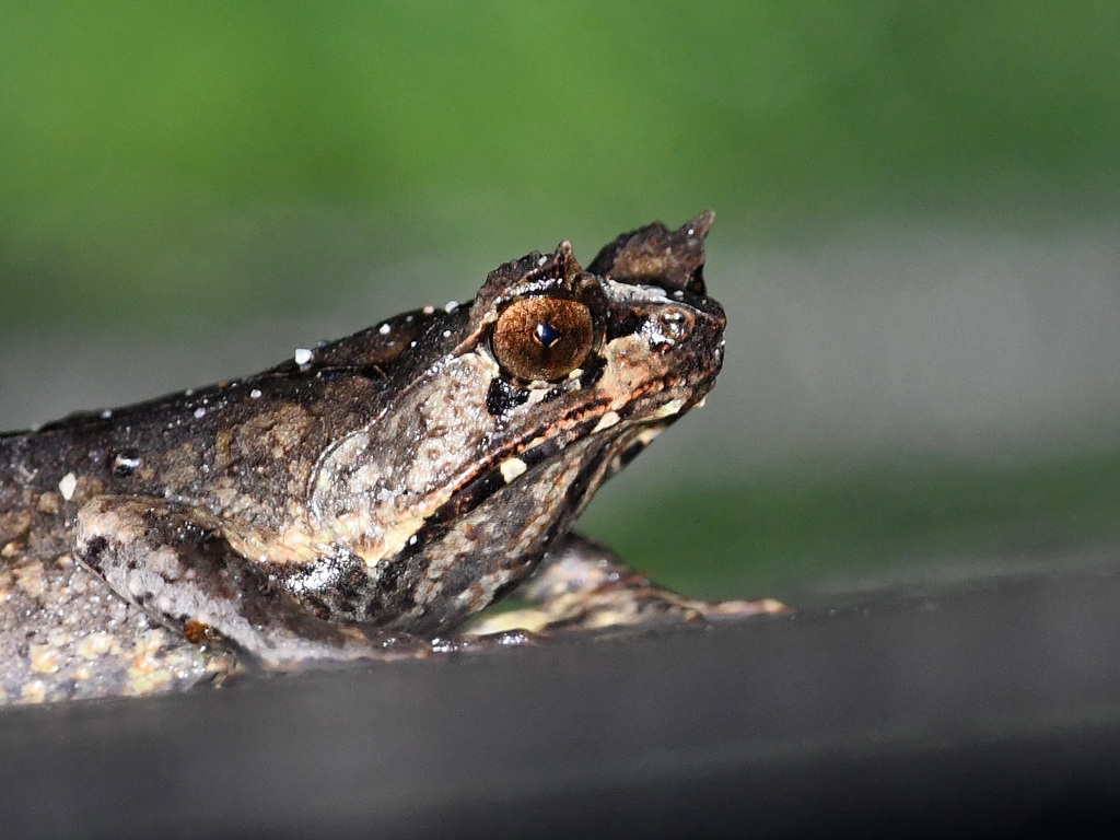 Mindanao Horned Frog (Pelobatrachus stejnegeri)