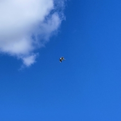 Chroicocephalus ridibundus