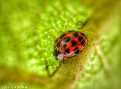 Harmonia axyridis