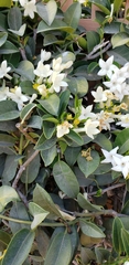Stephanotis