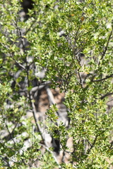 Fraxinus greggii