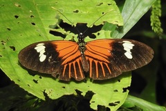 Heliconius melpomene