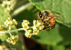 Apis mellifera