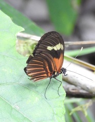 Heliconius melpomene