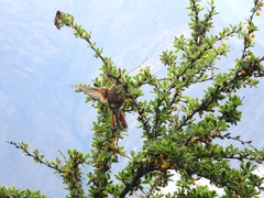 Aglaeactis cupripennis