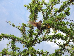 Aglaeactis cupripennis