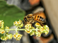Apis mellifera