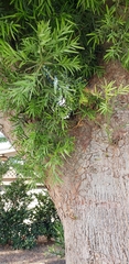 Podocarpus macrophyllus