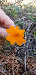 Thunbergia gregorii