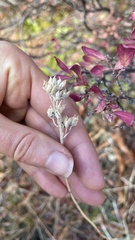 Triantha occidentalis