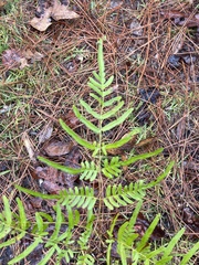 Pteridium aquilinum pseudocaudatum