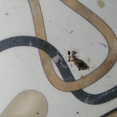 Formicinae