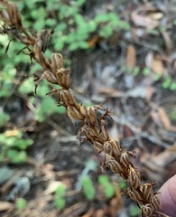 Platanthera transversa