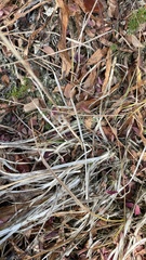 Triantha occidentalis