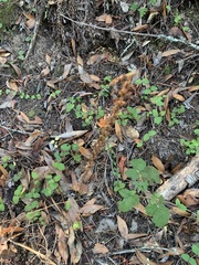 Platanthera transversa