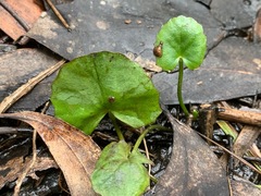 Centella cordifolia