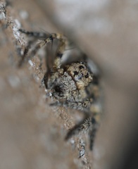 Hamataliwa grisea