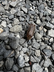 Prionoplus reticularis