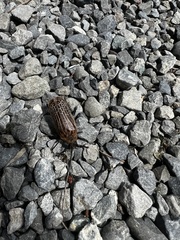 Prionoplus reticularis