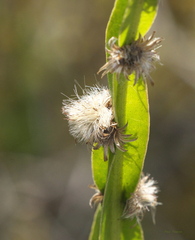 Baccharis trimera