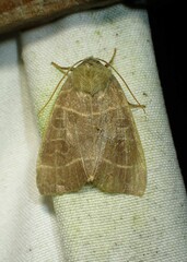Ipimorpha pleonectusa