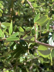 Ceanothus oliganthus sorediatus