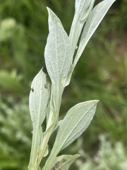 Helichrysum rudolfii