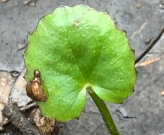 Centella cordifolia