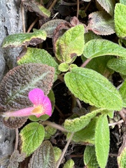 Episcia